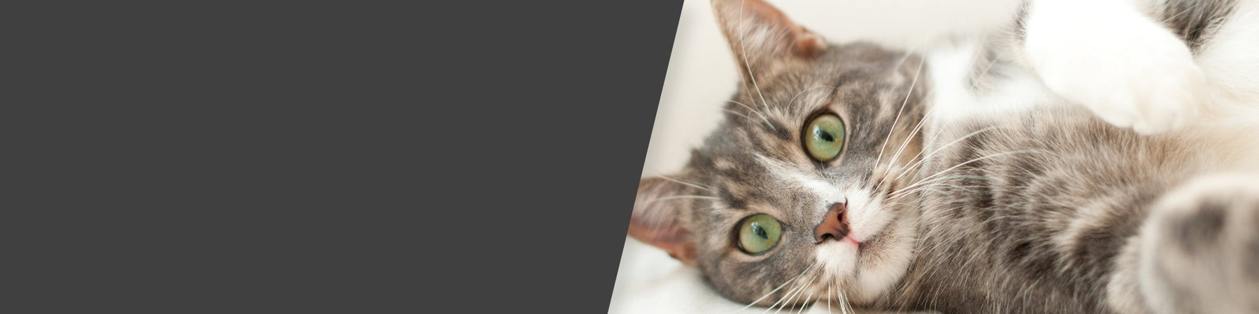 For the pickiest eater in your family.