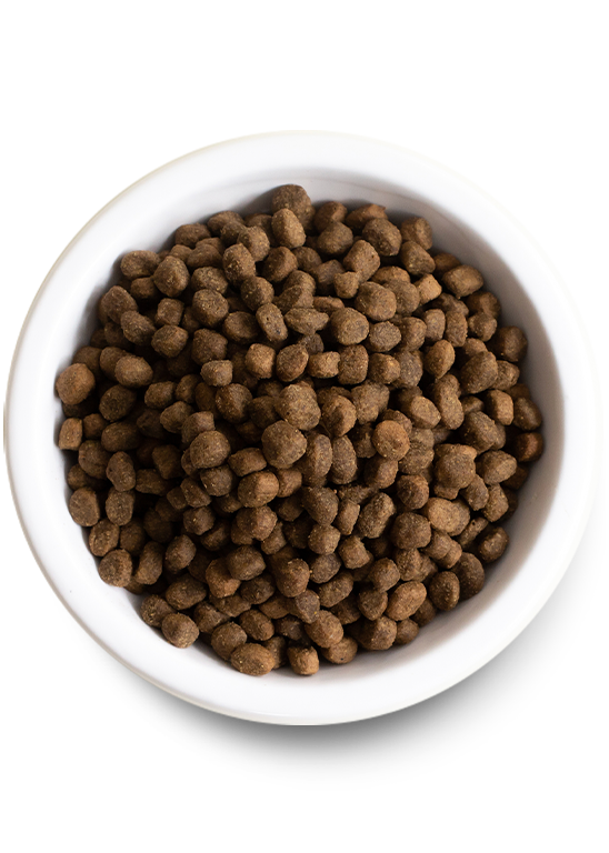 Pasture-Raised Lamb Dry Dog Food