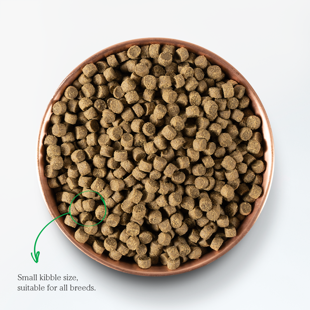 Catch-of-the-Season Whitefish & Ancient Grains Dry Dog Food