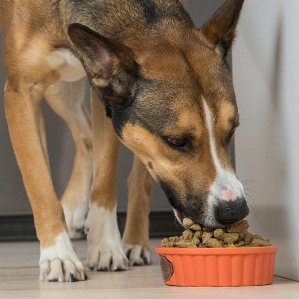 Grass-Fed Beef Freeze Dried Raw Dog Food