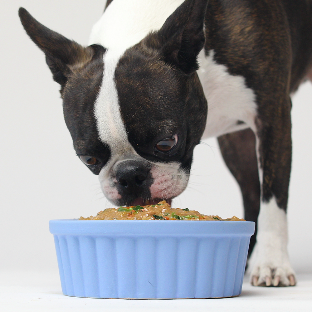 Dog Eating Homestead Turkey Rustic Stew Wet Dog Food | Open Farm